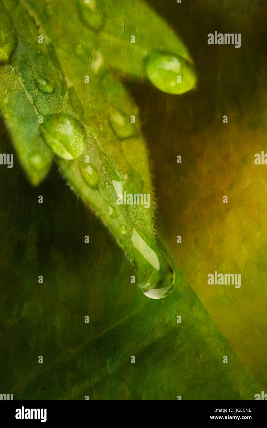 Raindrops on leaf abstract / artistic rendering Stock Photo