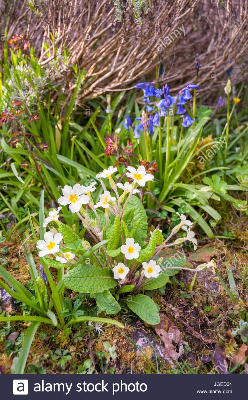 Wild Flowers Of Britain Stock Photos & Wild Flowers Of Britain Stock