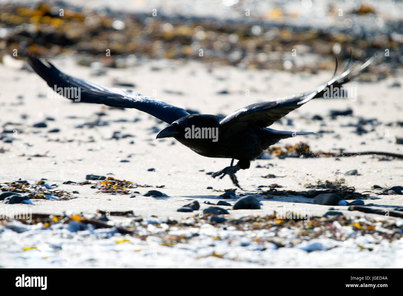 The Raven of Iceland and Faeroe Islands is a sub species of the common raven Stock Photo