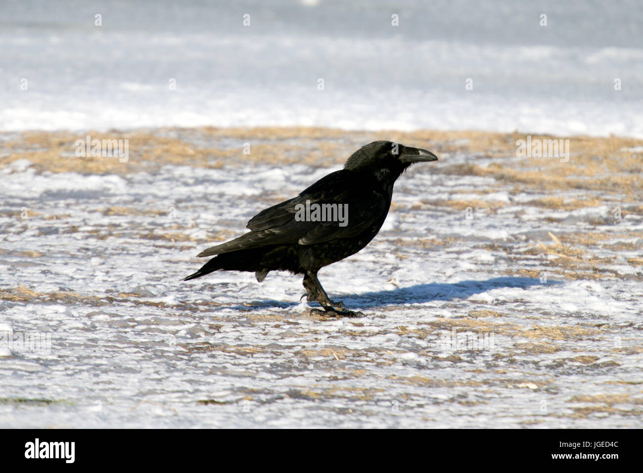 The Raven of Iceland and Faeroe Islands is a sub species of the common raven Stock Photo