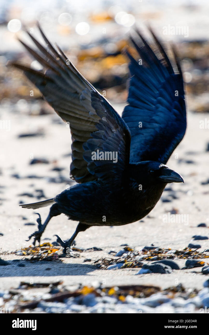 The Raven of Iceland and Faeroe Islands is a sub species of the common