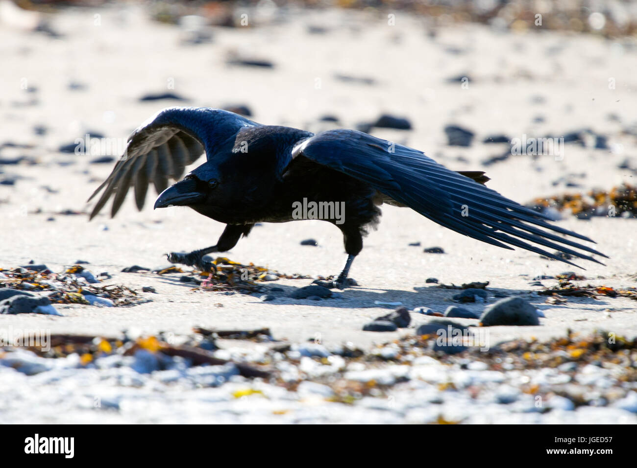 The Raven of Iceland and Faeroe Islands is a sub species of the common raven Stock Photo