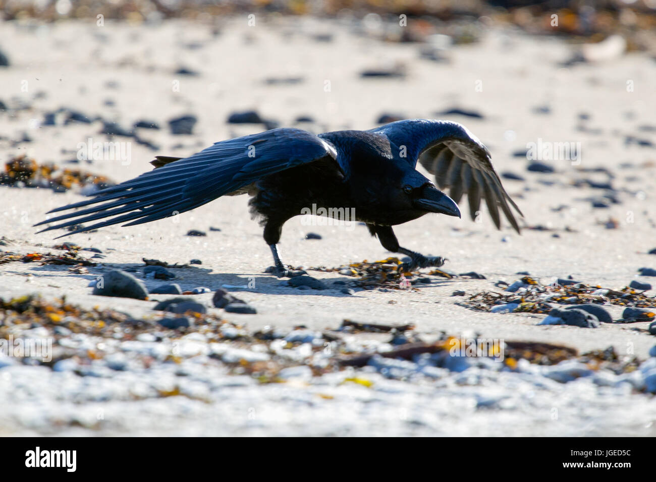 The Raven of Iceland and Faeroe Islands is a sub species of the common raven Stock Photo