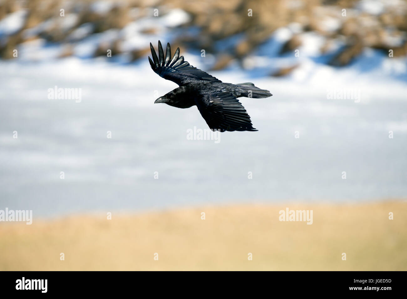 The Raven of Iceland and Faeroe Islands is a sub species of the common raven Stock Photo