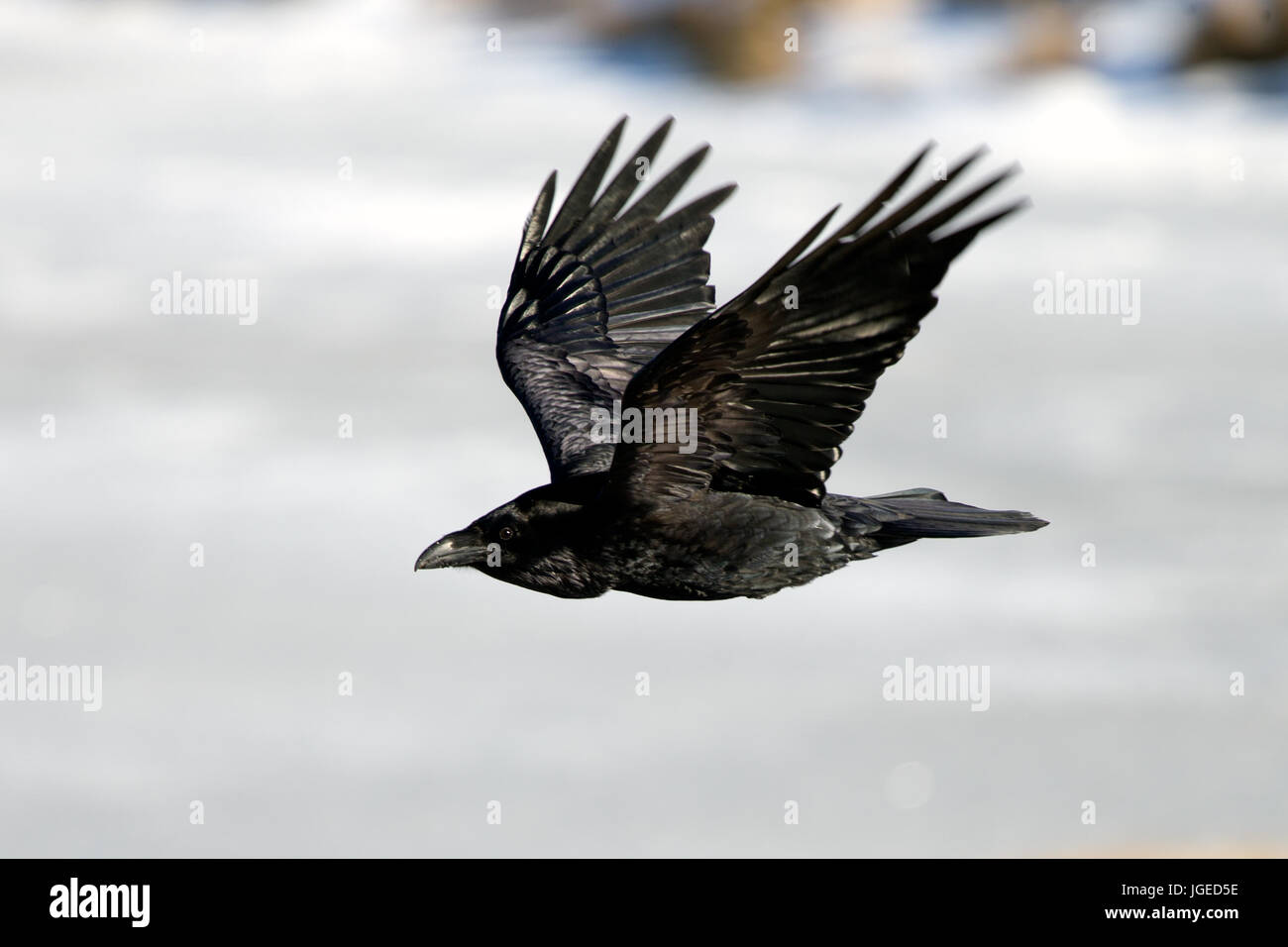 The Raven of Iceland and Faeroe Islands is a sub species of the common raven Stock Photo