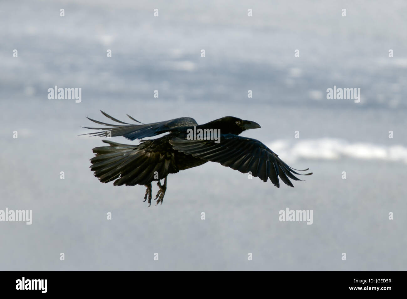 The Raven of Iceland and Faeroe Islands is a sub species of the common raven Stock Photo