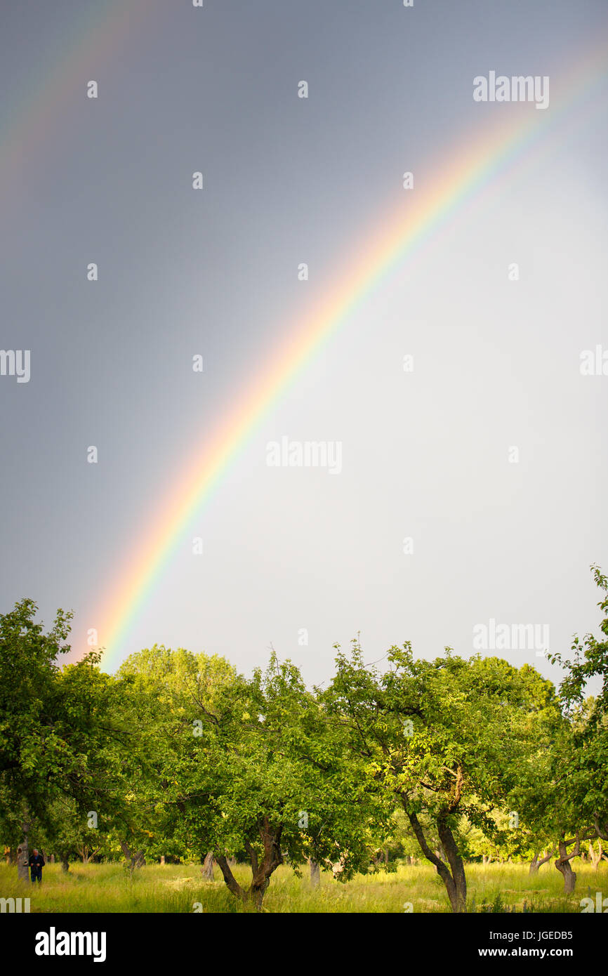 Double rainbow over the apple trees at summer day Stock Photo