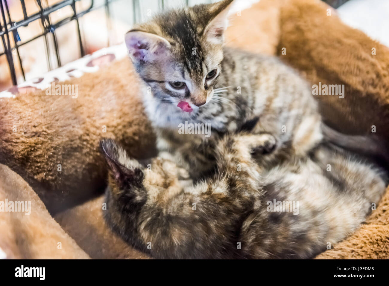 Two brown tabby kittens in cage playing and sleeping in bed waiting for