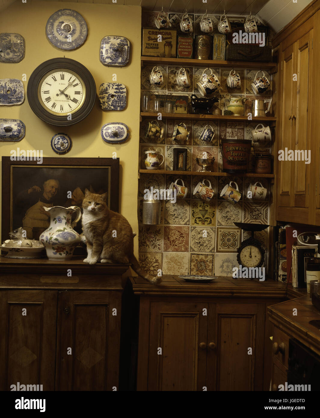 Cat sitting on old pine cupboard in Victorian style kitchen with collection of vintage china on shelves Stock Photo