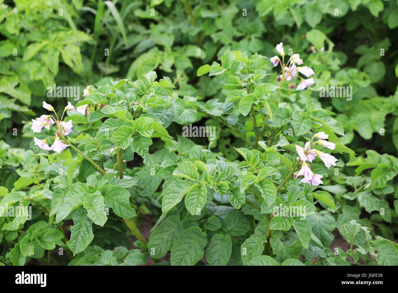 potato bush blooms Stock Photo Alamy