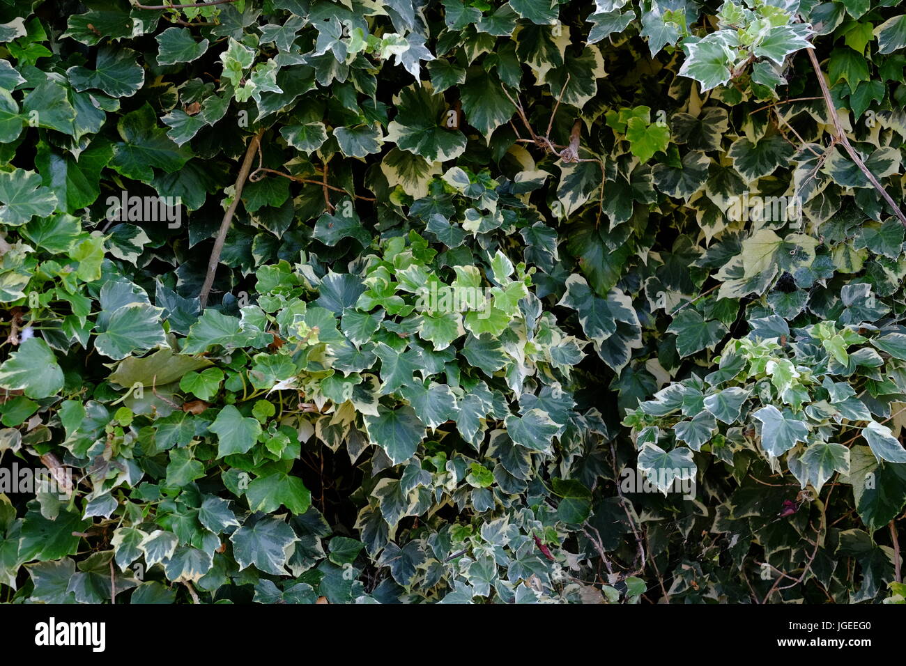 Green ivy background Stock Photo