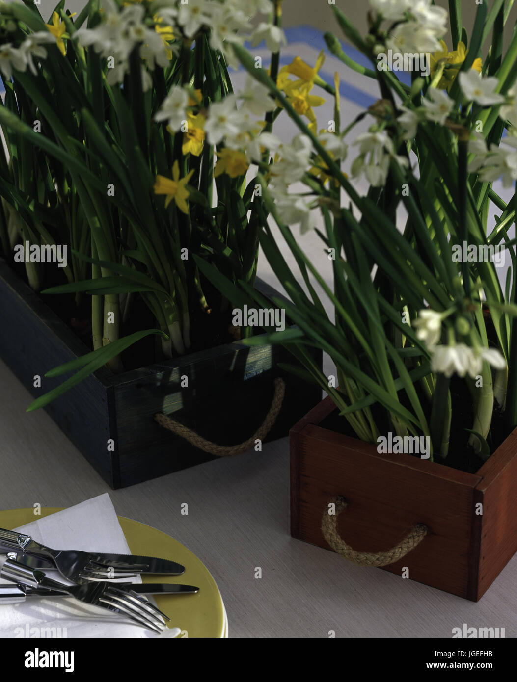 White jonquils and miniature daffodils in wooden boxes Stock Photo