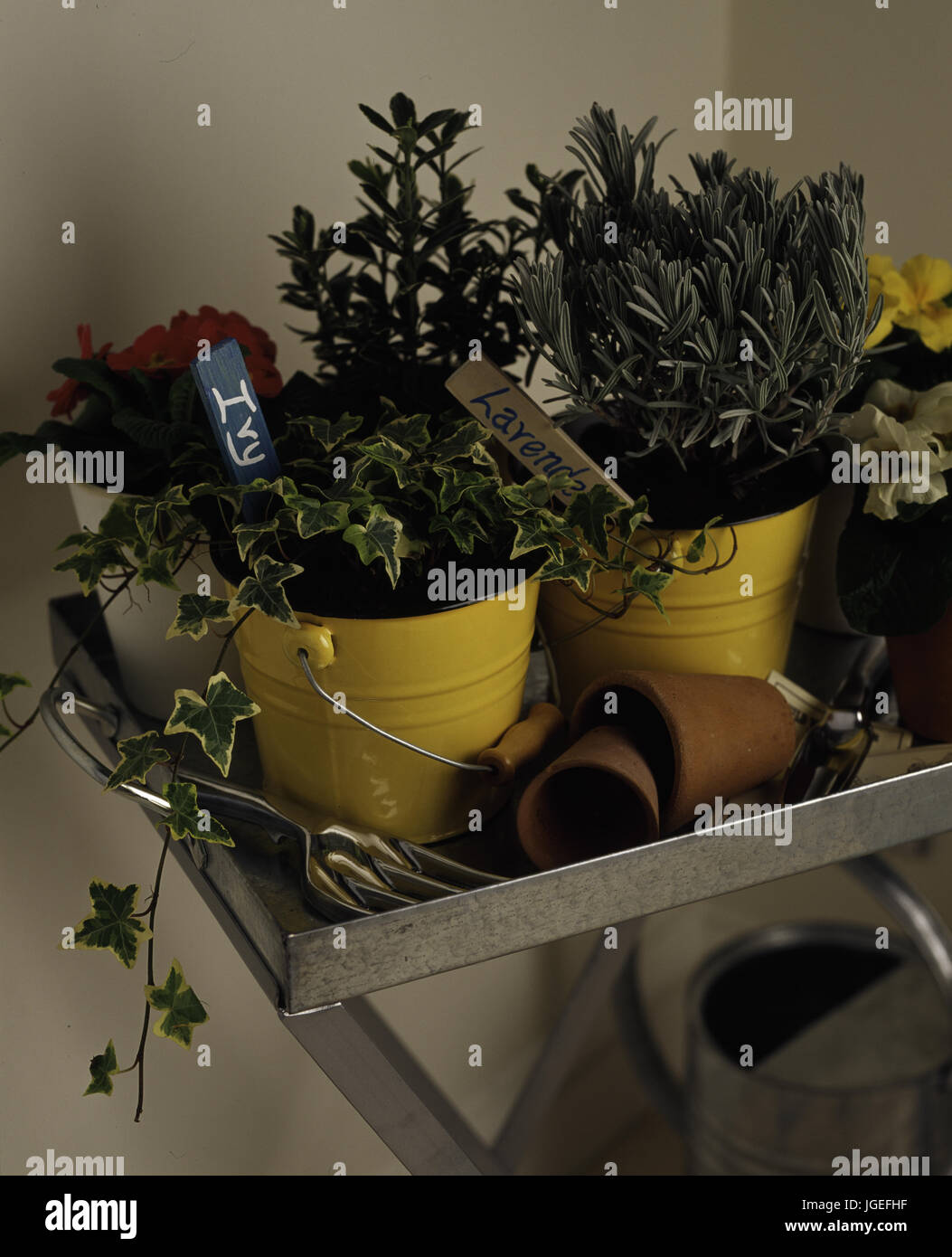 Ivy and lavender in yellow pots on galvanised metal tray table Stock Photo