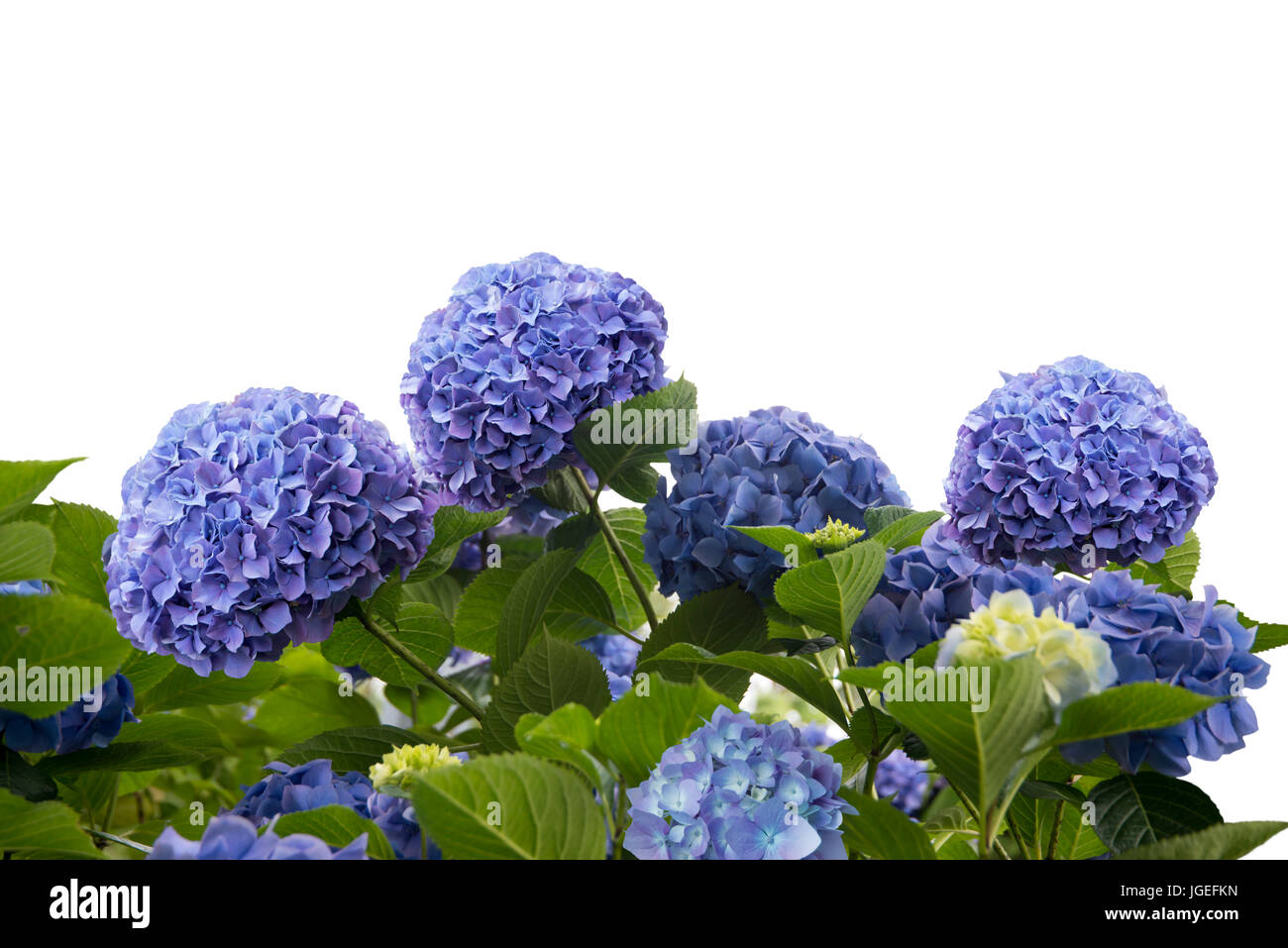 blue hydrangea flowers isolated on white background Stock Photo - Alamy