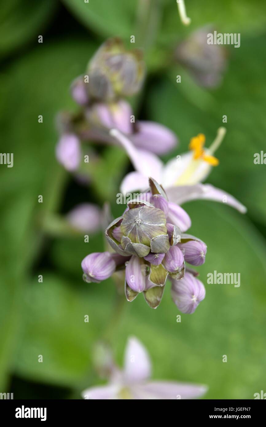 Hosta, Blaue Gelbrand-Funkie, Francess Williams, Stock Photo