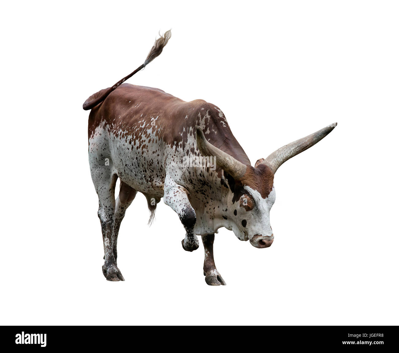 Brown and white longhorn steer isolated on white background Stock Photo