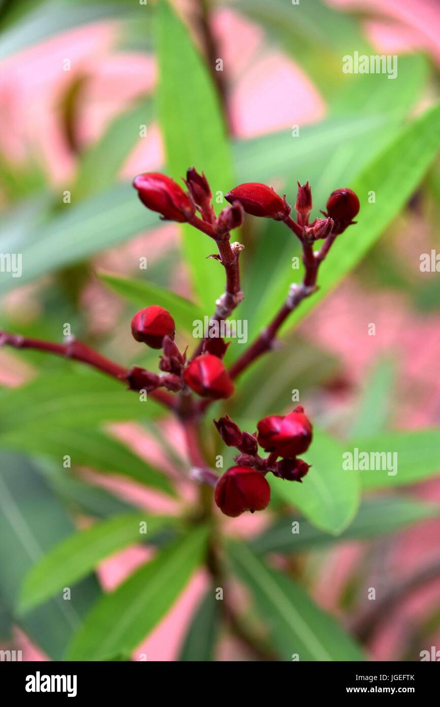 Roter Oleander, Red Oleander Stock Photo