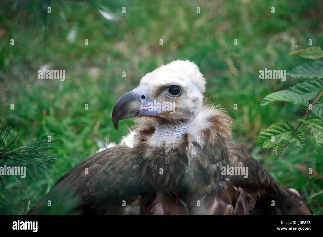 Black eagle and griffon eagle hi-res stock photography and images - Alamy