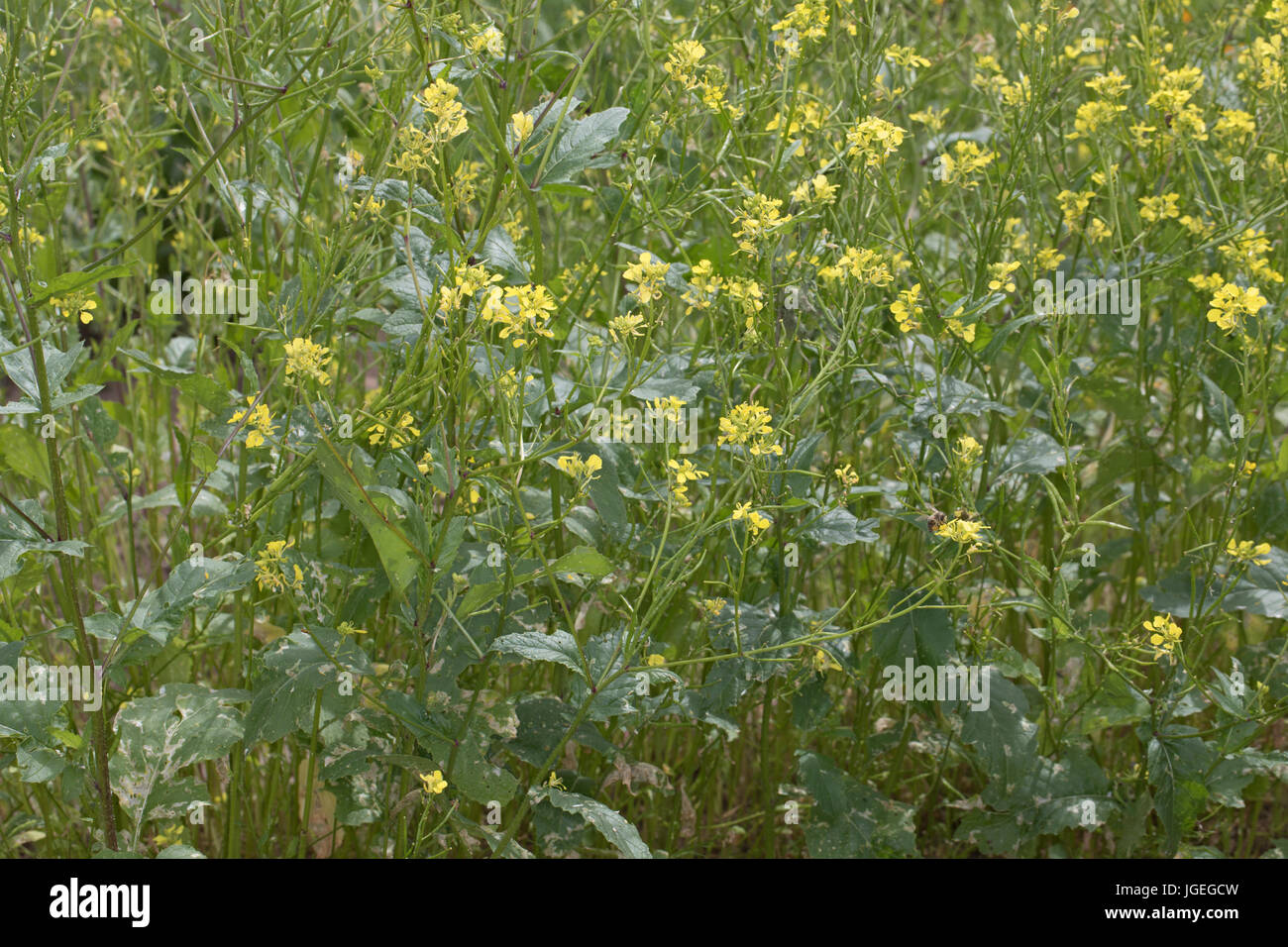AckerSenf, Ackersenf, Sinapis arvensis, field mustard, wild mustard, charlock, La Moutarde des