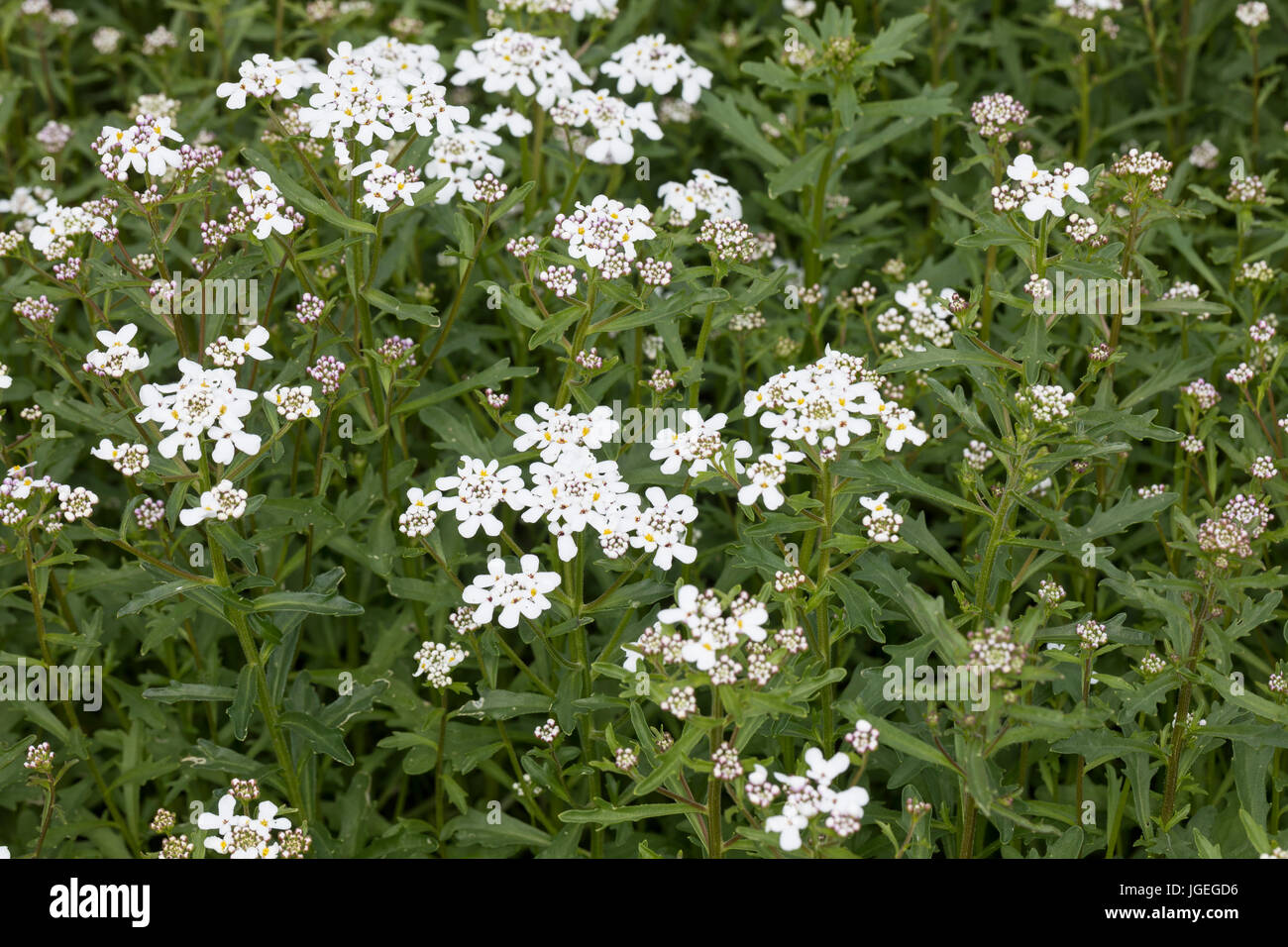 Bitter herbs hires stock photography and images Alamy