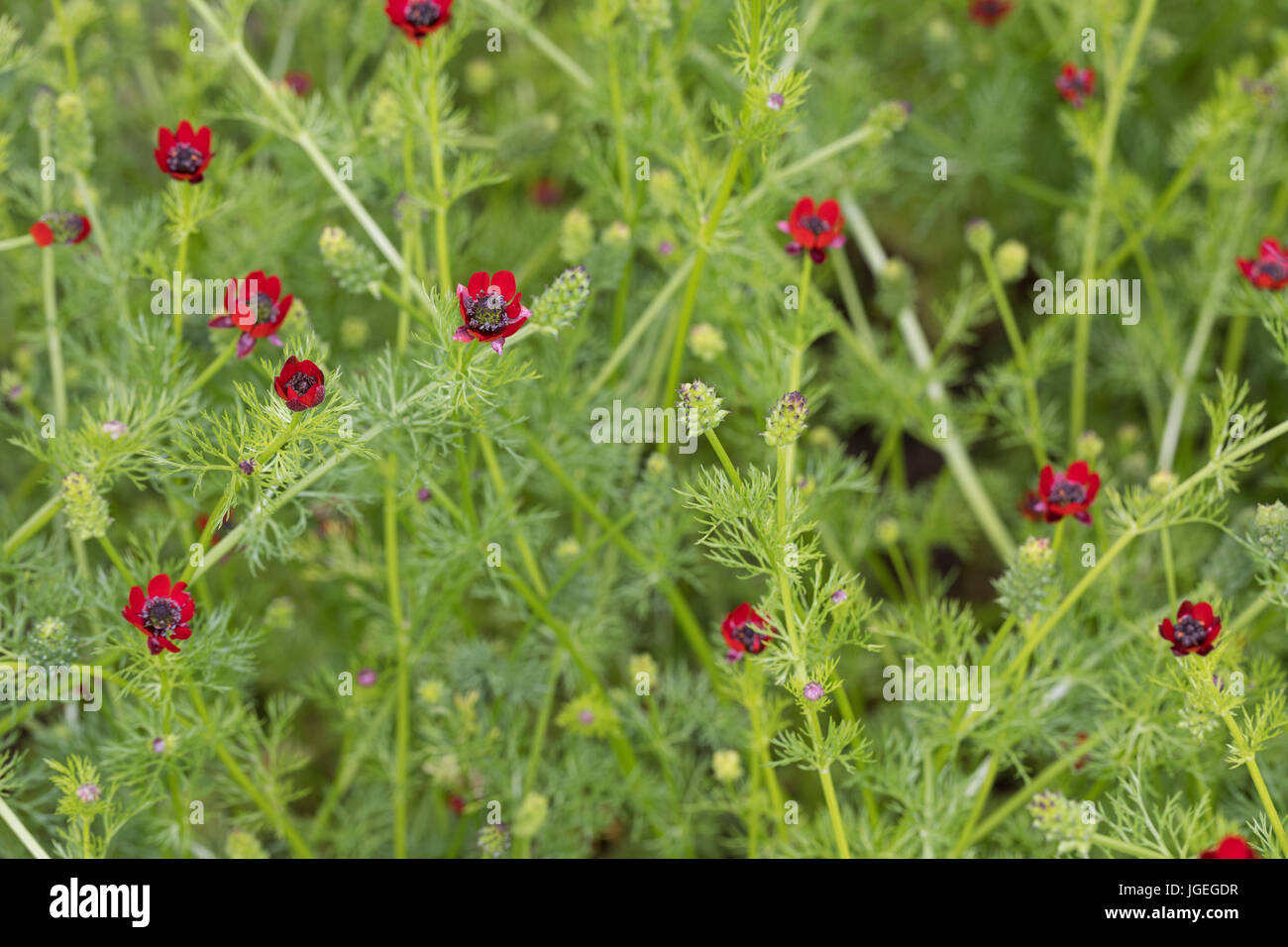 Herbst-Adonisröschen, Herbstadonisröschen, Adonis annua, Adonis autumnalis, Adonis phoenicea, Pheasant's-eye, Adonis' Flower, autumn adonis, Autumn Ph Stock Photo