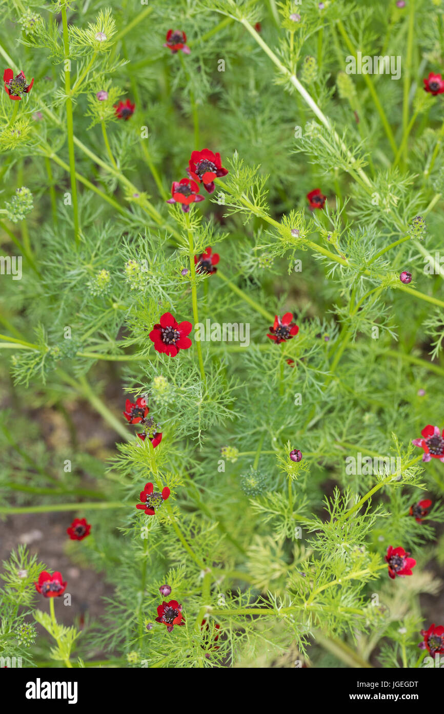 Herbst-Adonisröschen, Herbstadonisröschen, Adonis annua, Adonis autumnalis, Adonis phoenicea, Pheasant's-eye, Adonis' Flower, autumn adonis, Autumn Ph Stock Photo