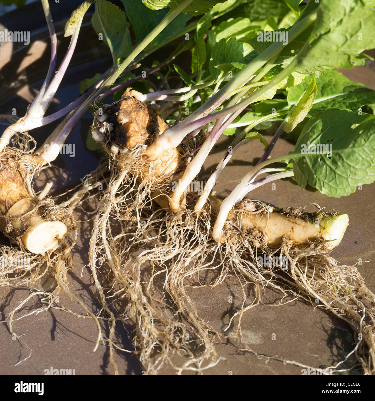 Horseradish garden hi-res stock photography and images - Alamy