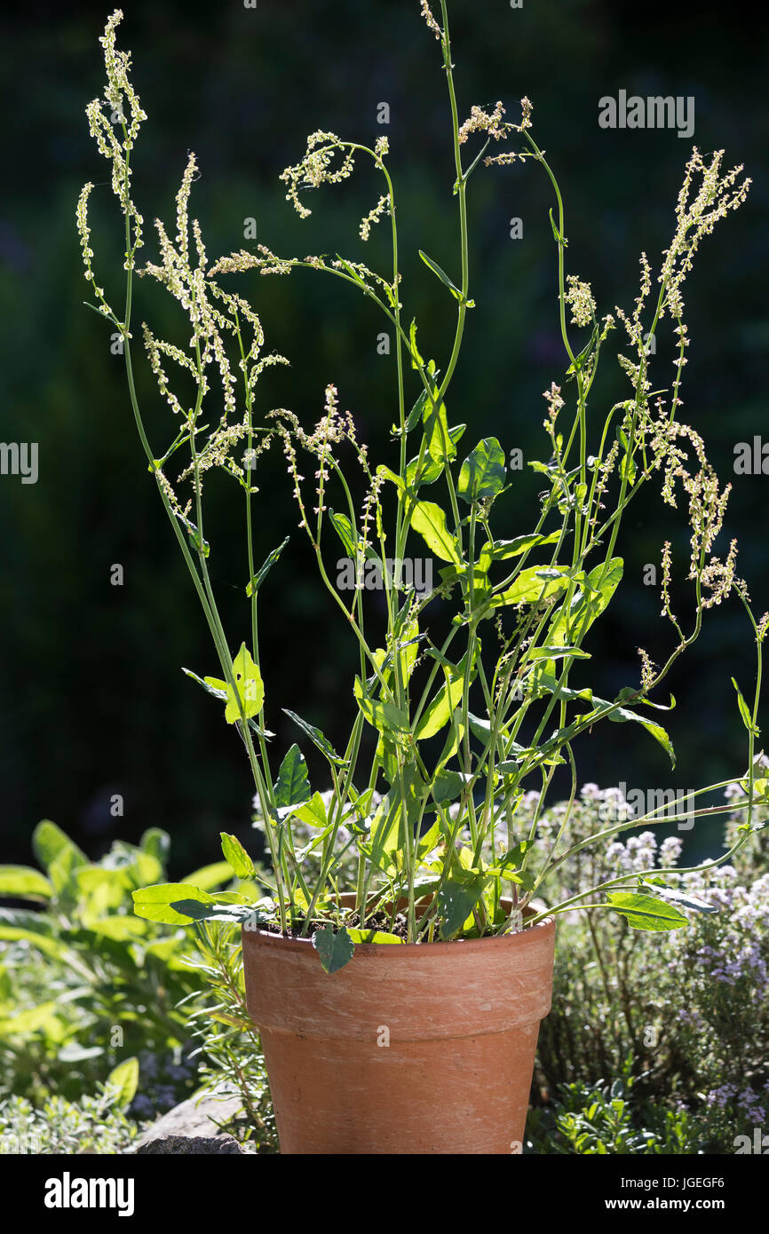 Sauerampfer im Topf, Blumentopf, Wiesen-Sauerampfer, Sauer-Ampfer, Großer Sauerampfer, Ampfer, Rumex acetosa, Common sorrel, garden sorrel, spinach do Stock Photo