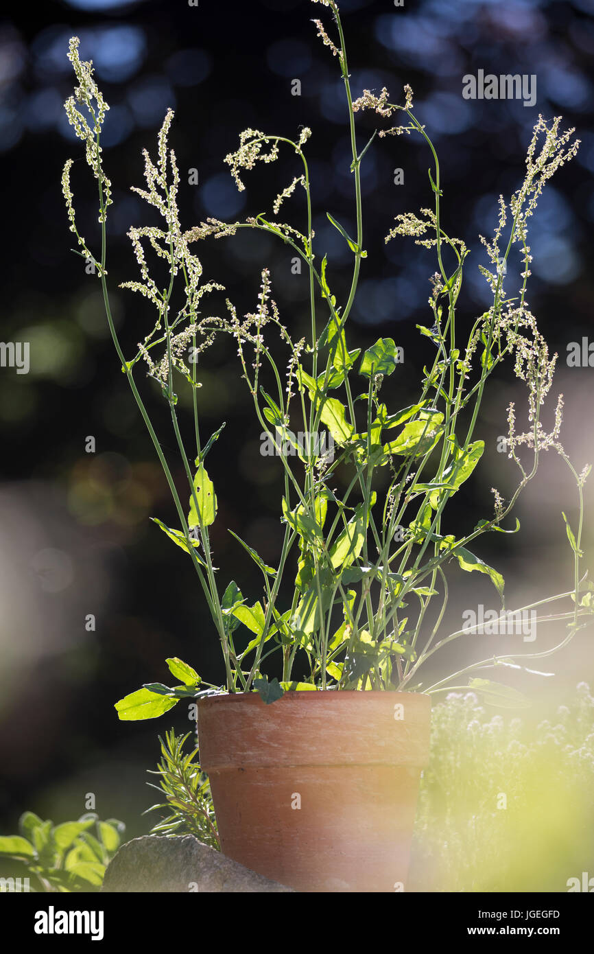 Sauerampfer, Wiesen-Sauerampfer, Sauer-Ampfer, Großer Sauerampfer, Ampfer,  Rumex acetosa, Common sorrel, sorrel, garden sorrel, spinach dock, narrow-l  Stock Photo - Alamy