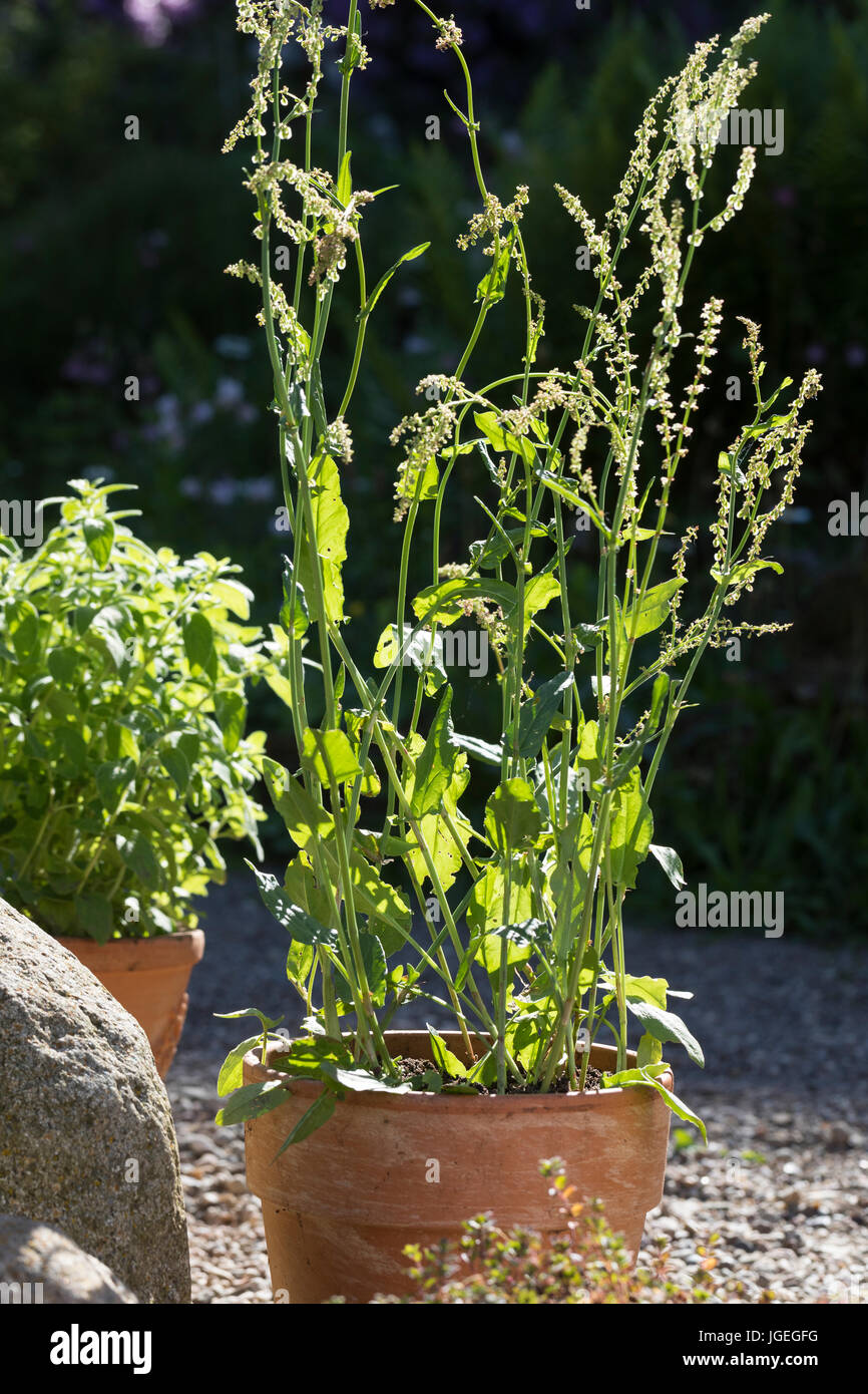 Wiesen ampfer hires stock photography and images Alamy