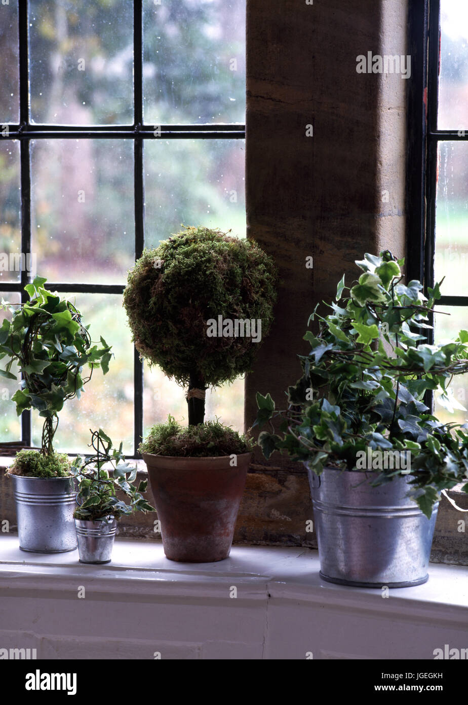 Plants in metal and terrtacottas pots on window ledge Stock Photo