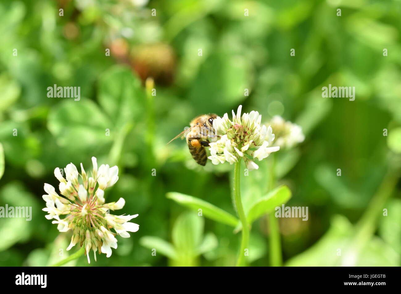 macro The bee polinates on the flower Stock Photo