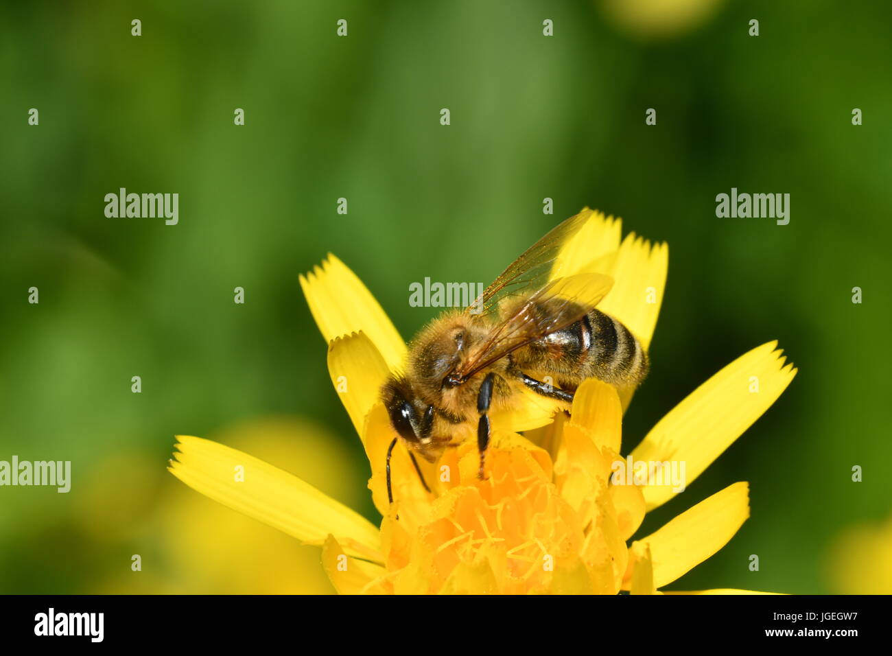 macro The bee polinates on the flower Stock Photo