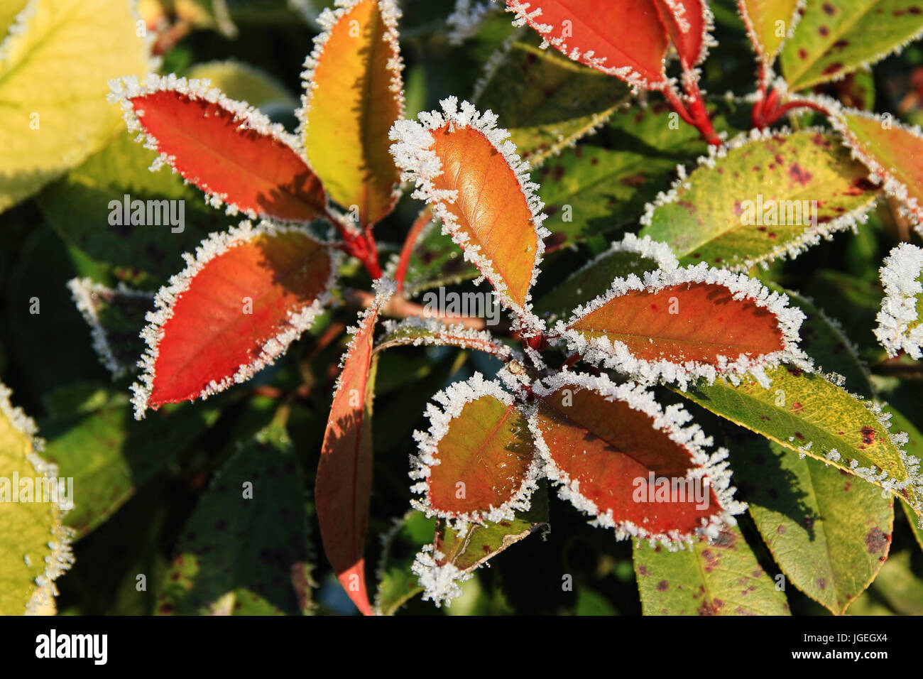 Frost netting hi-res stock photography and images - Alamy