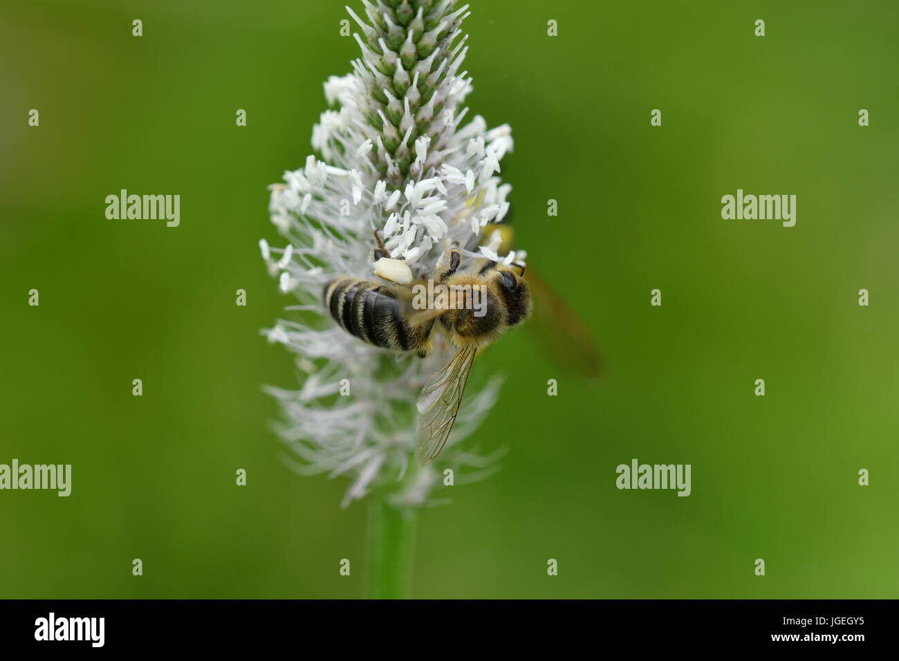 macro The bee polinates on the flower Stock Photo