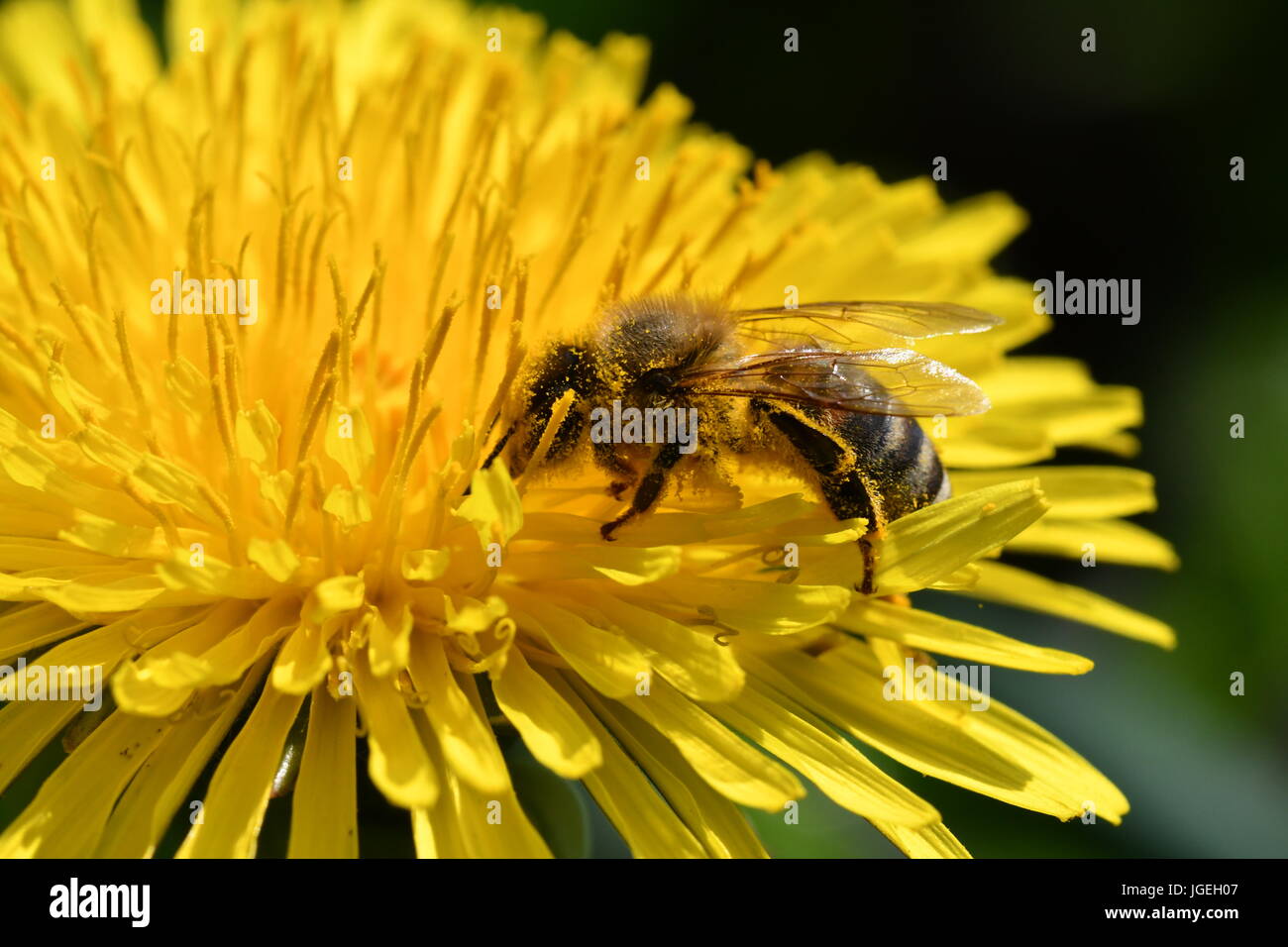 macro The bee polinates on the flower Stock Photo