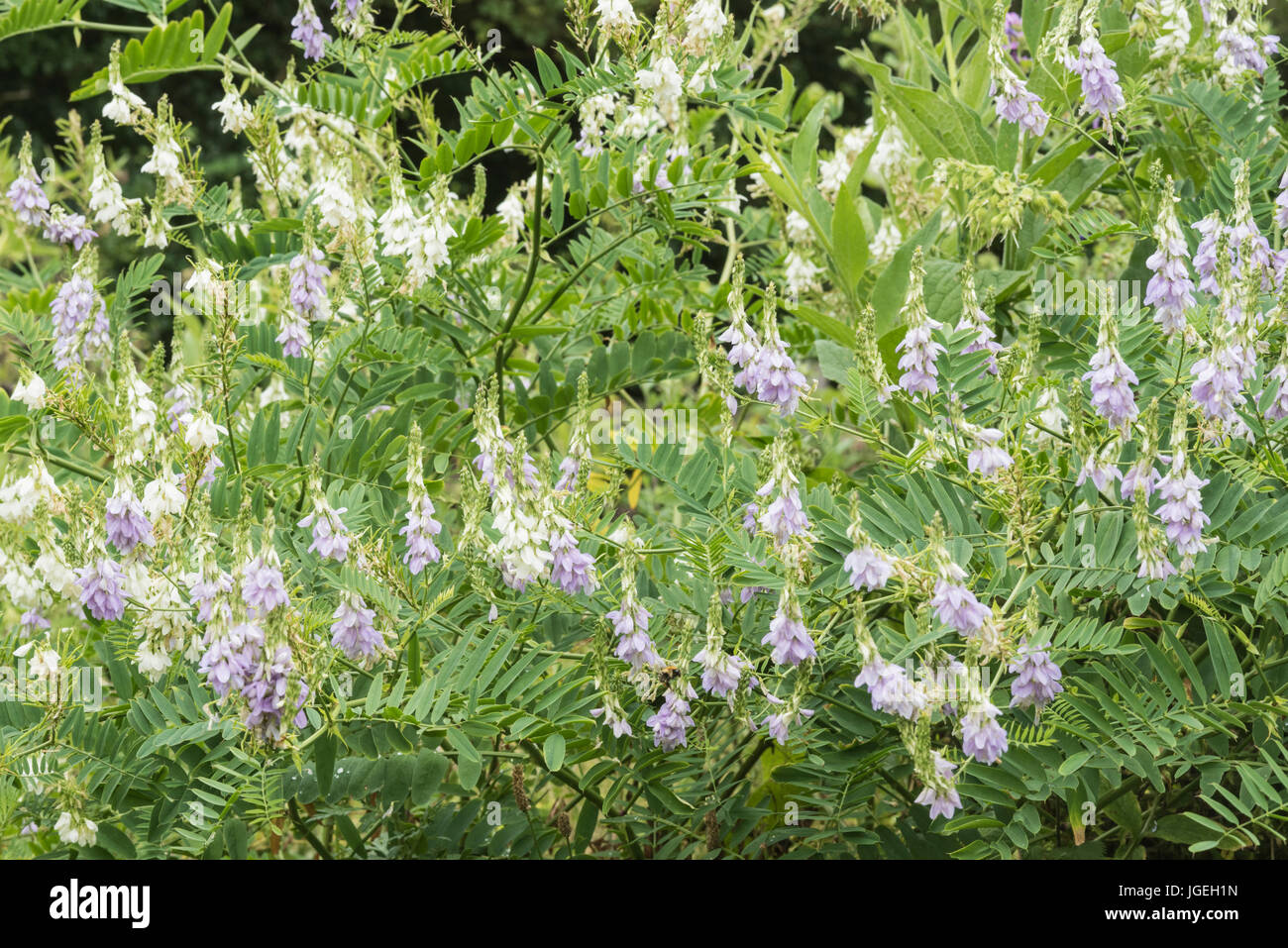 A patch of Goat's Rue (Galega officinalis) Stock Photo