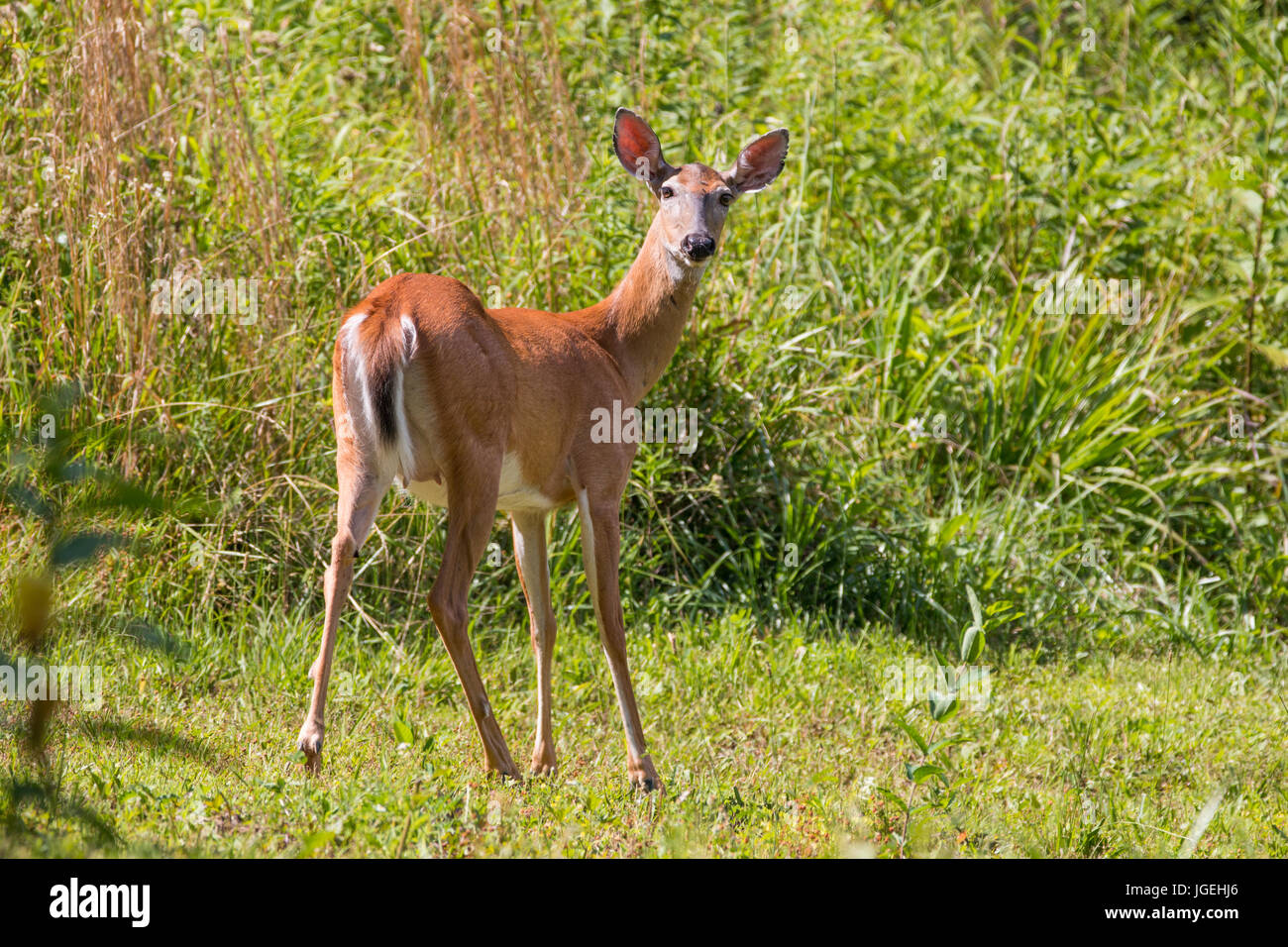 A whitetail deer looks backward. Stock Photo