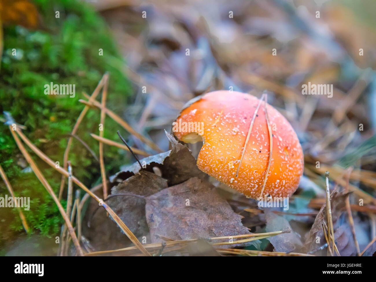 Among the green moss and fallen leaves grow beautiful red poisonous mushroom amanita. Stock Photo