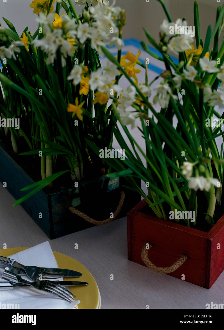 Paper white and tete a tete daffodils in wooden boxes with rope handles Stock Photo