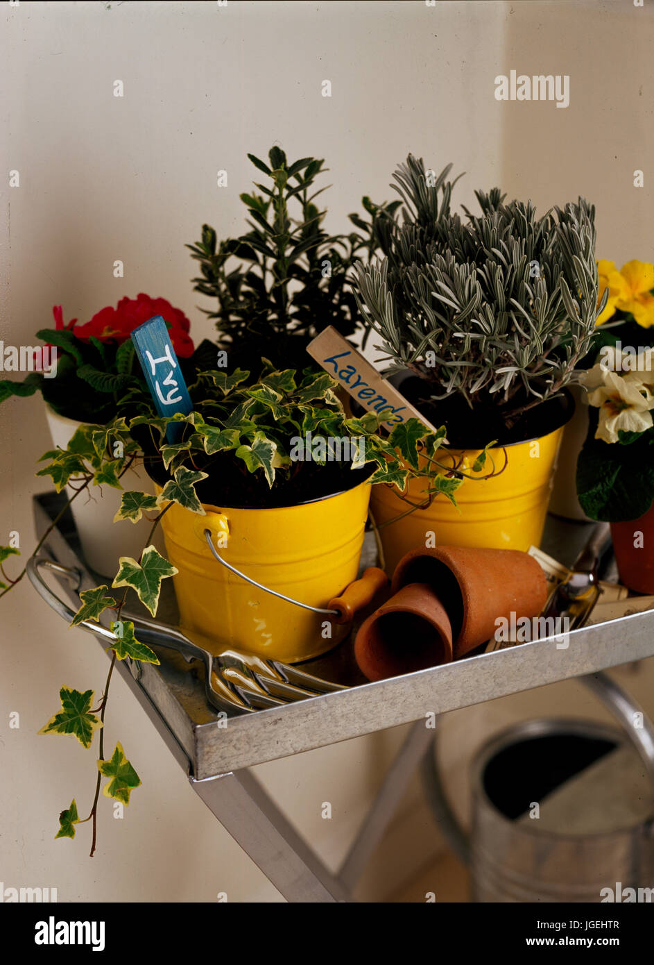 Tray of garden pots and plants Stock Photo
