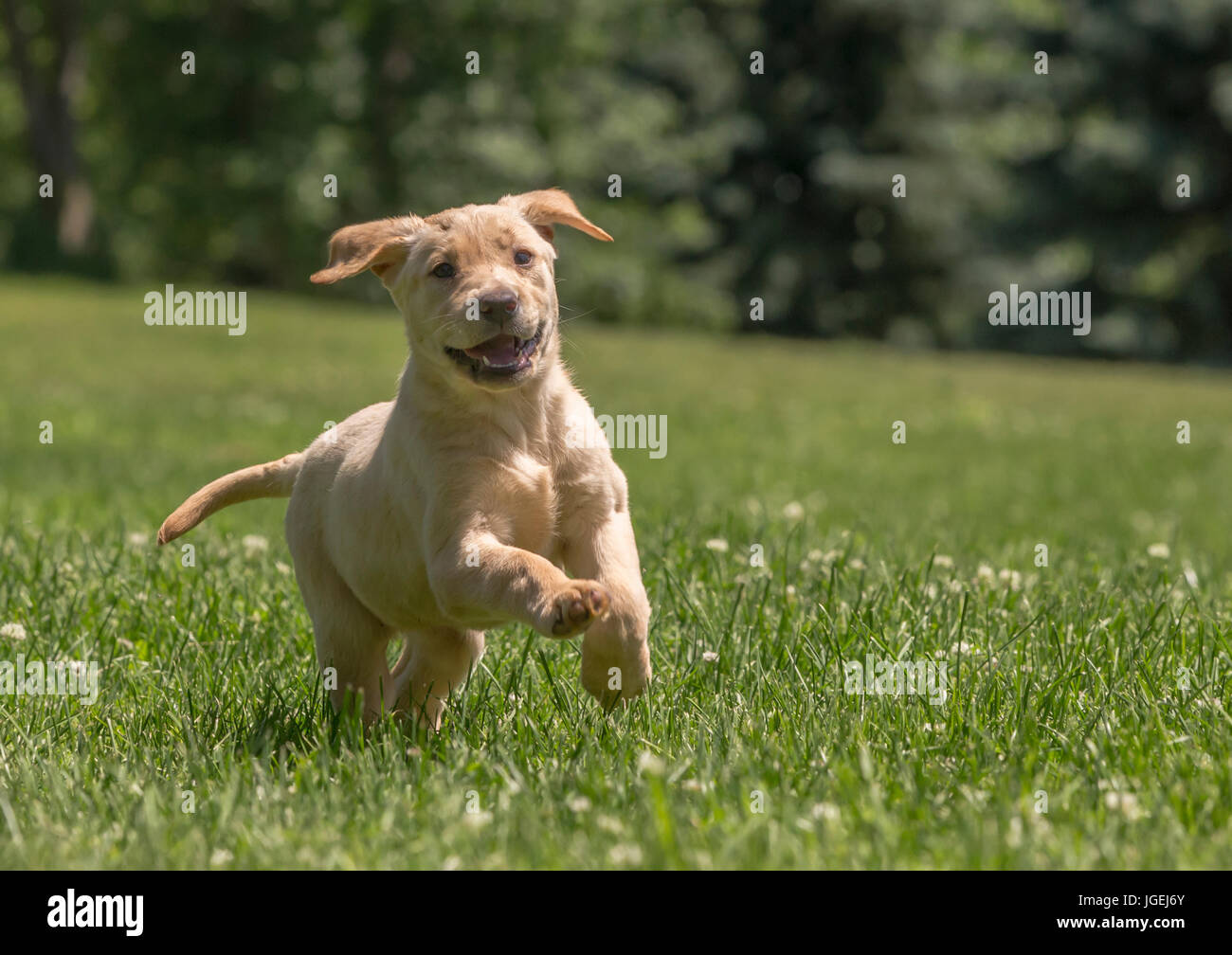 One happy yellow lab pup Stock Photo