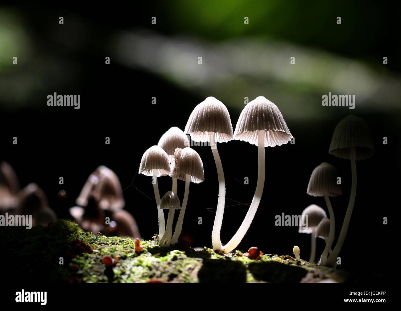 Backlit and selective focus of tiny Coprinellus disseminatus fungi growing on a fallen tree trunk in a tropical jungle. Stock Photo