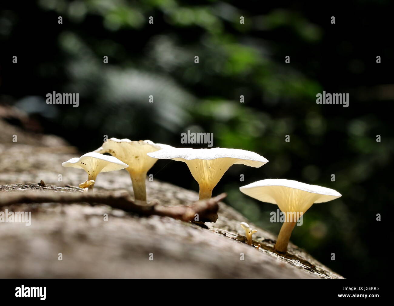 White jungle mushrooms growing on a fallen tree trunk in a tropical jungle. Stock Photo