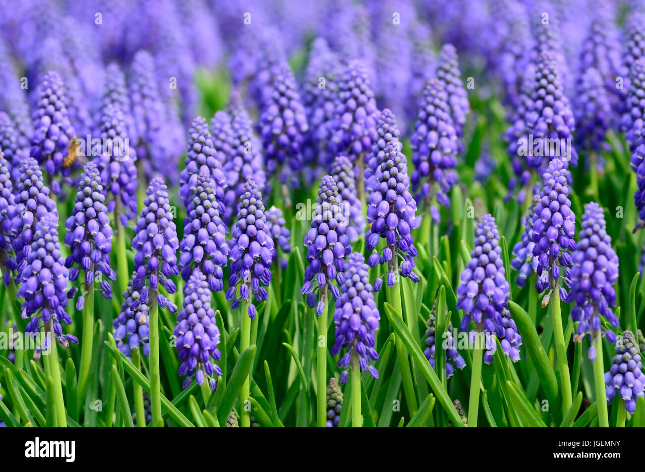 Background: Purple Flowers Stock Photo - Alamy