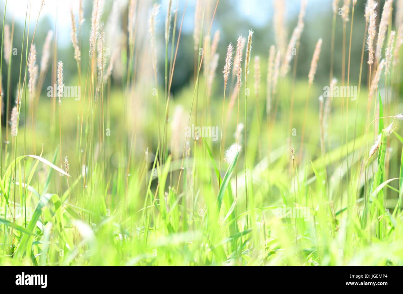 Background: Plants in summer Stock Photo - Alamy