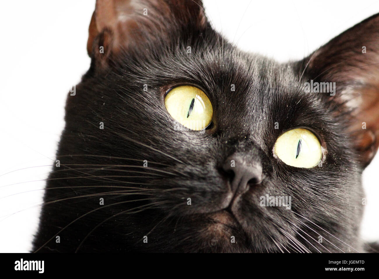 Closeup portrait of a Halloween black cat on a white background Stock ...