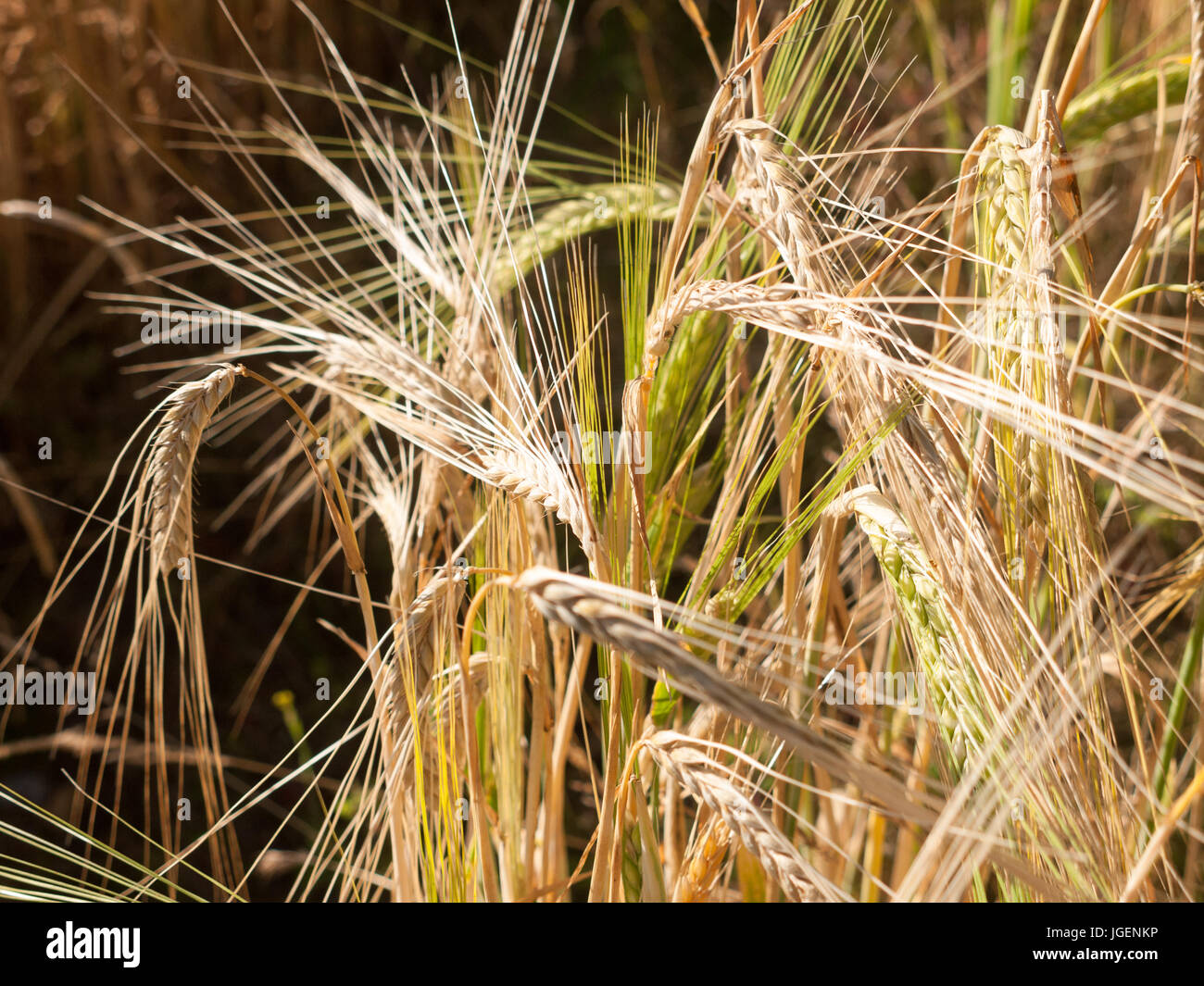 single strand of field of golden grass wheat in summer wivenhoe essex england uk Stock Photo