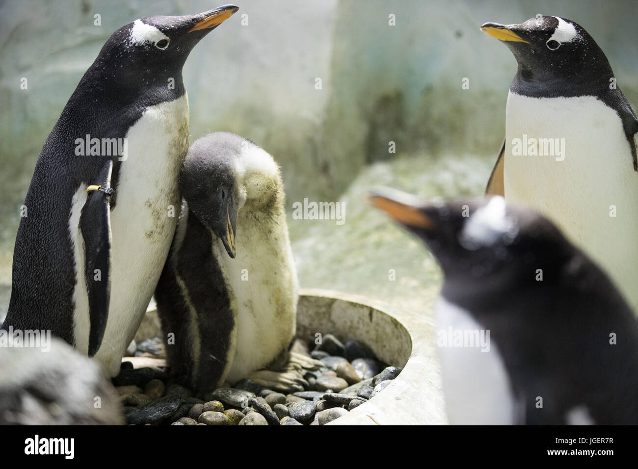 5-week-old baby Gentoo penguin Hulk (nicknamed for his fast growth), at the Sea Life Centre in Birmingham, West Midlands. Stock Photo