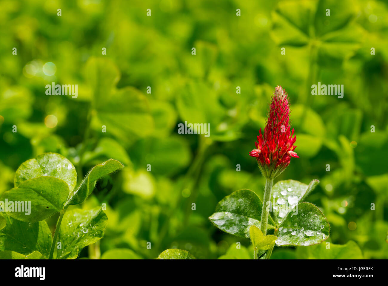 Crimson Clover is plant that helps regenrate the minerals that good